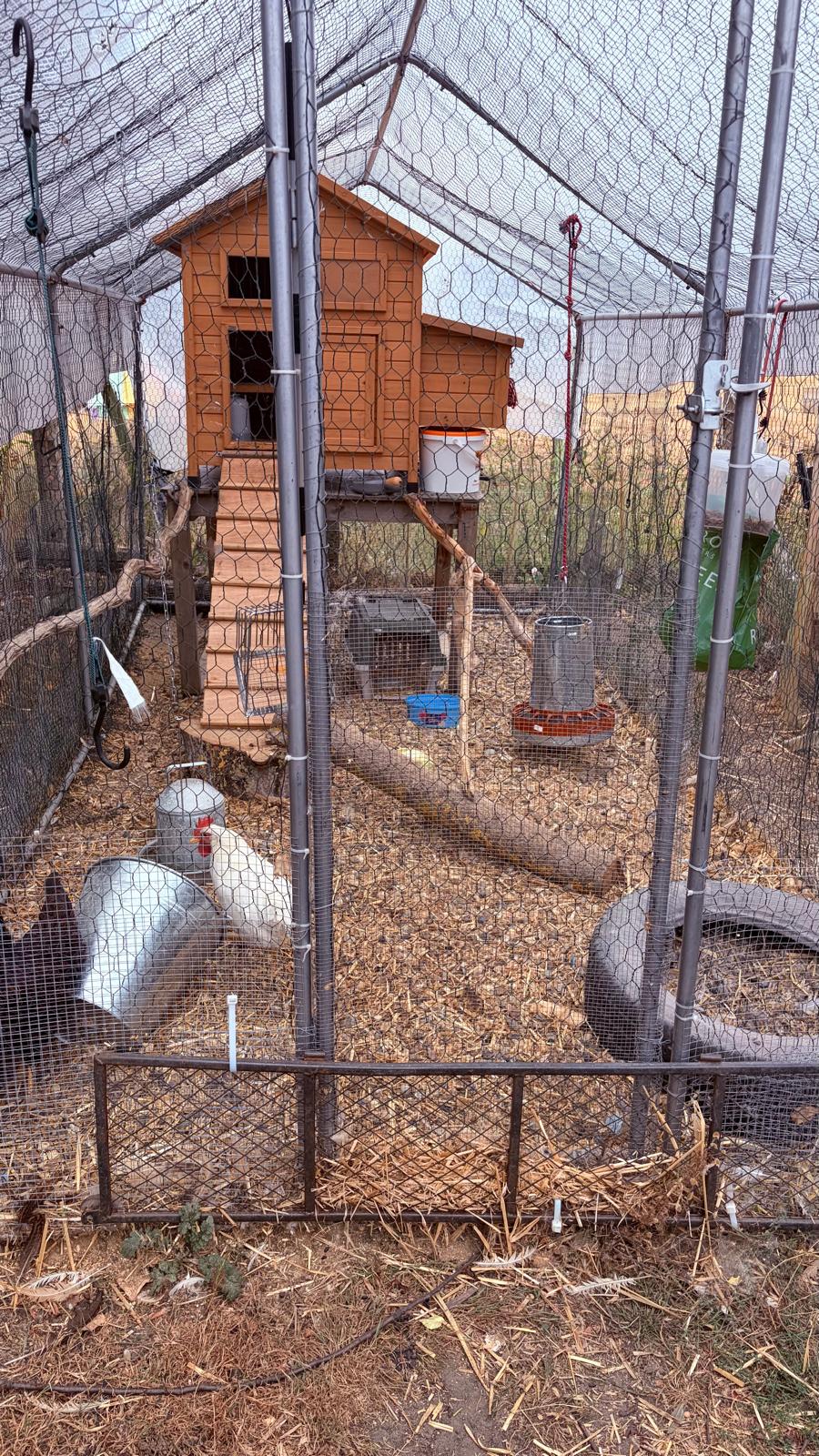 Chickens in their coop on the holding