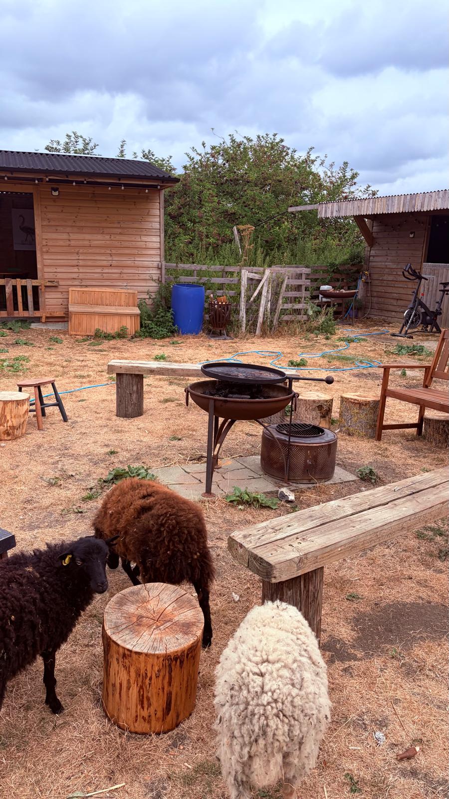 Sheep around the fire-pit in the paddock, with the wooden cabins behind