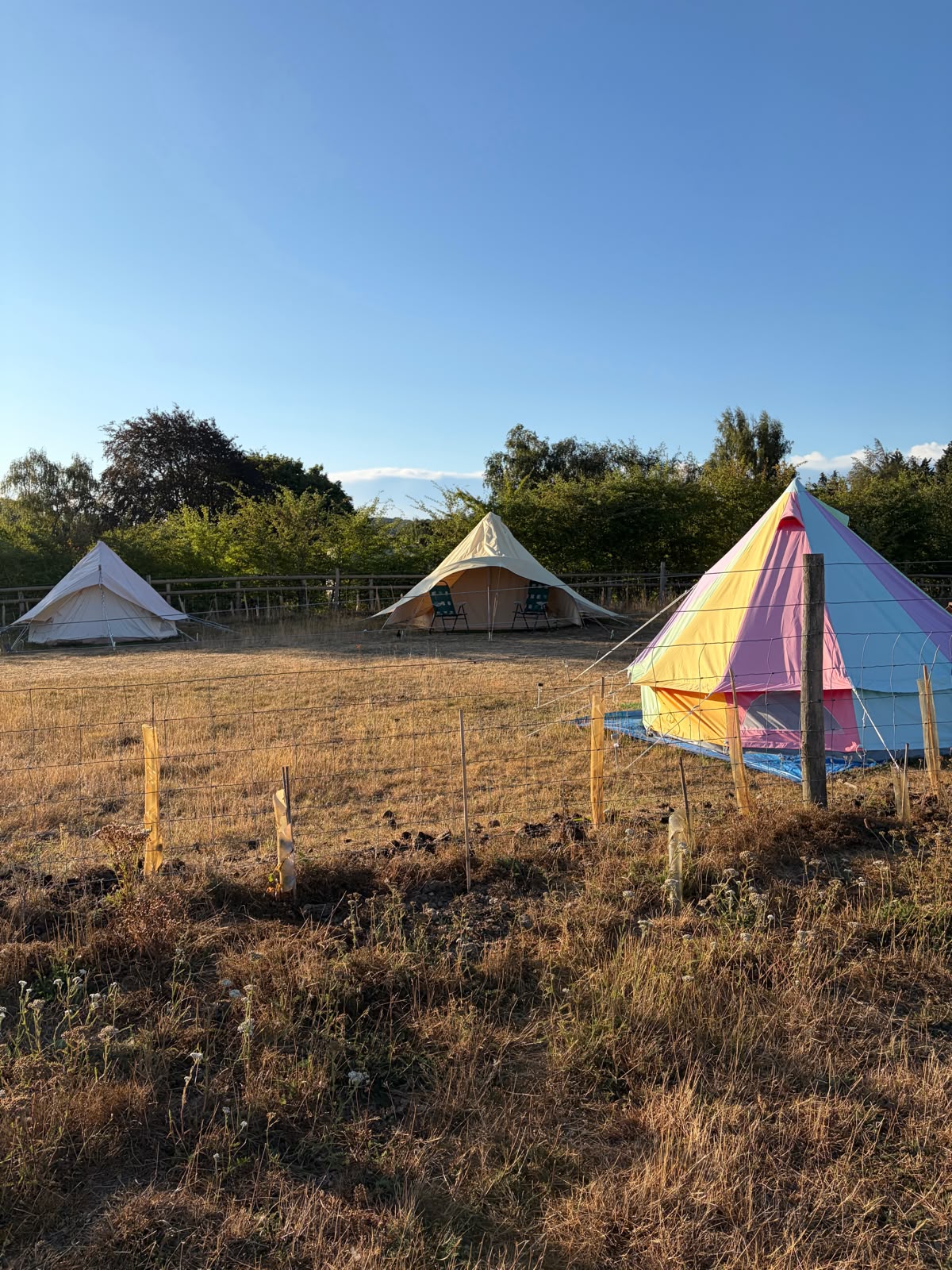 Bell tents pitched on the camping field